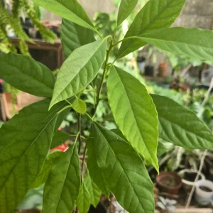 Arboles de Palta