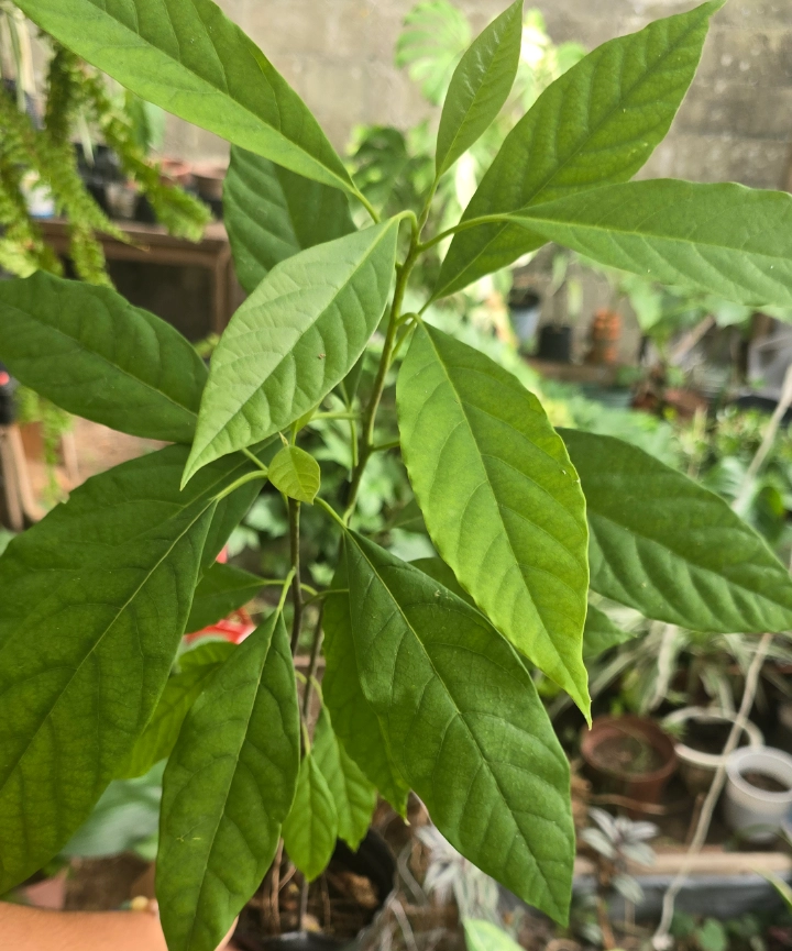 Arboles de Palta - Imagen 2